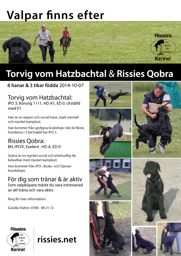 rissies annons Qobra update