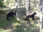 tjanstehund2