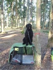 tjanstehund3