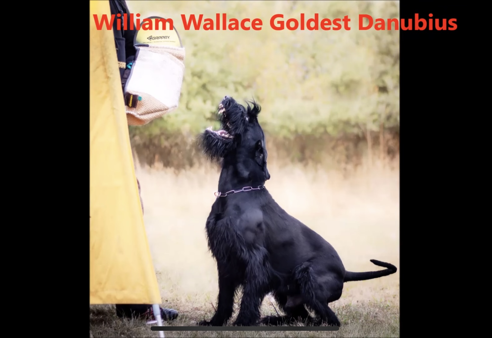 Bevakning william